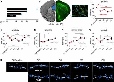 Morphological Responses of Excitatory Prelimbic and Orbitofrontal Cortical Neurons to Excess Corticosterone in Adolescence and Acute Stress in Adulthood